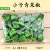 仿真小水果蔬菜模型泡沫假水果道具迷你小果玩具配件裝飾拍攝道具